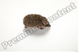 Hedgehog - Erinaceus europaeus  0009